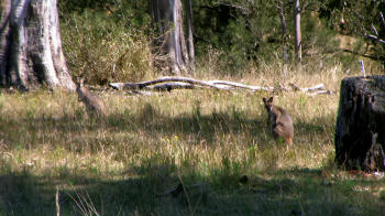 Kangaroos