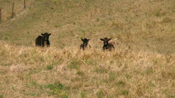 Three Cows In A Paddock