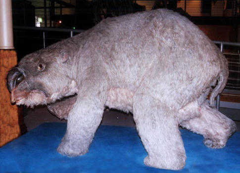 Diprotodon Museum Sydney