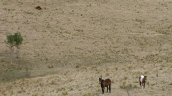 Two Horses in A Paddock