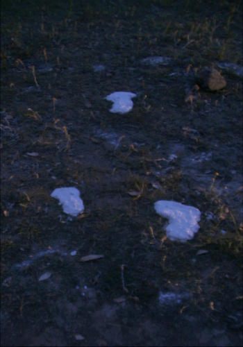 Three Plaster Casts Still In Ground