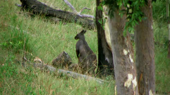 Large Kangaroo