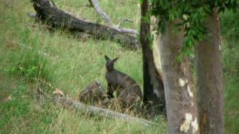 Large Kangaroo 