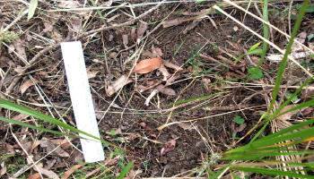 Another footprint, embedded in the hillside grass