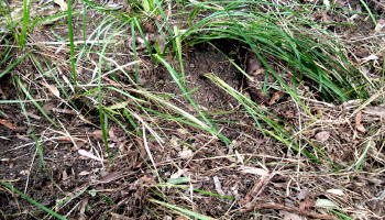 A third grass embedded Yowie foot impression.