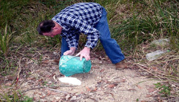 Rex casts the roadside footprint 