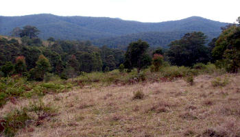 The view down the hillside [road obscured by trees]