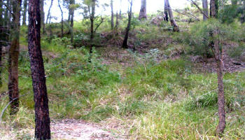 The roadside clearing beneath the hillside