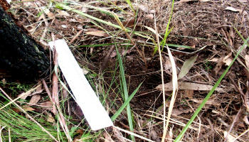 Another footprint, embedded in the hillside grass