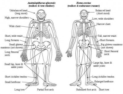 Australopithecus-Erectus.jpg