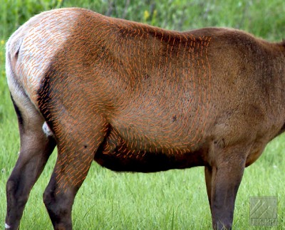 Elk_Hairflow.jpg