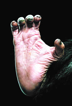 Chimpanzee foot.