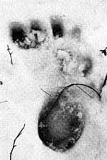 Fig. 1 — Right footprint of the Bossburg Sasquatch