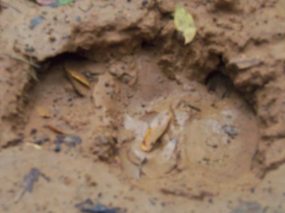 100_0056a.JPG (119.18 KiB) Viewed 12006 times 100_0056a.JPG