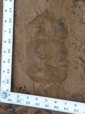 100_0058.JPG (109.71 KiB) Viewed 12006 times 100_0058.JPG