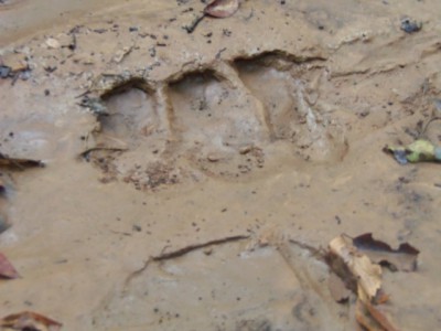 100_0058a.JPG (124.74 KiB) Viewed 12006 times 100_0058a.JPG