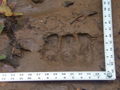 100_0056.JPG (172.59 KiB) Viewed 12006 times 100_0056.JPG