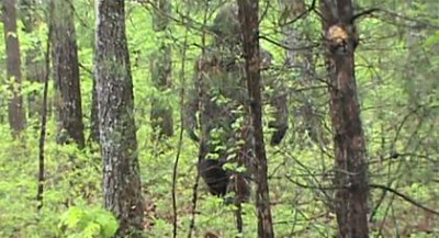 creepy tennessee bigfoot.jpg