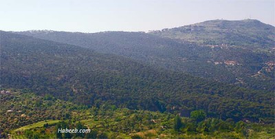 The ancient lebanon forest