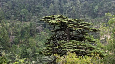 The ancient lebanon forest