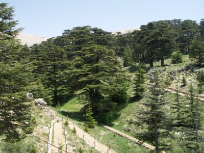 The ancient lebanon forest