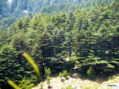 The ancient lebanon forest