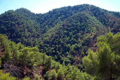 The ancient lebanon forest