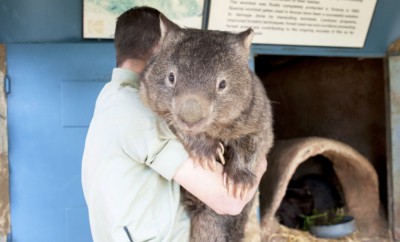 3T_419_PatrickTheWombat_1.jpg