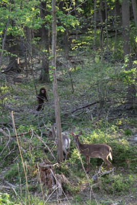 bigfoot bor woth four deer.JPG