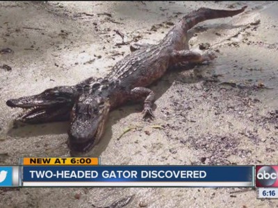 Two_headed_Gator__discovered__1752910000_6595927_ver1.0_640_480.jpg