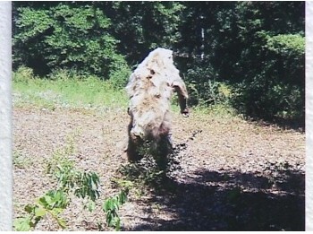 okbigfoot1c.jpg