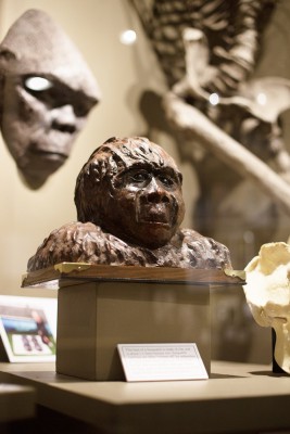 A bust of a Sasquatch, part of the Sasquatch exhibit, is on display at the Yakima Valley Museum.