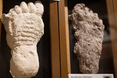 Sasquatch footprint casts, part of the Sasquatch exhibit, are on display at the Yakima Valley Museum