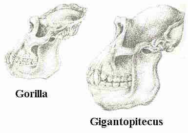 gorillaskull1.jpg