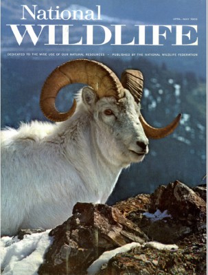 NATIONAL WILDLIFE April-May1968 1.jpg