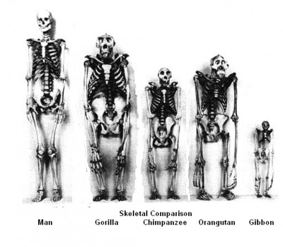 skeleton_comparison.jpg