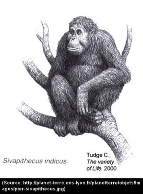 sivapithecus_indicus.jpg