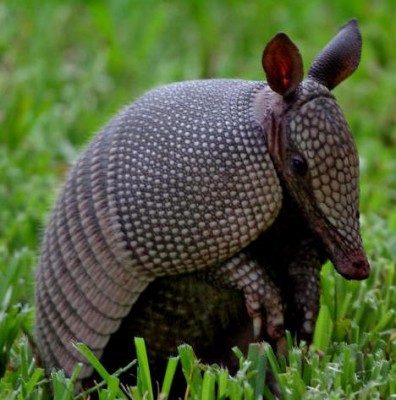 armadillo.jpg (46.27 KiB) Viewed 16069 times armadillo.jpg