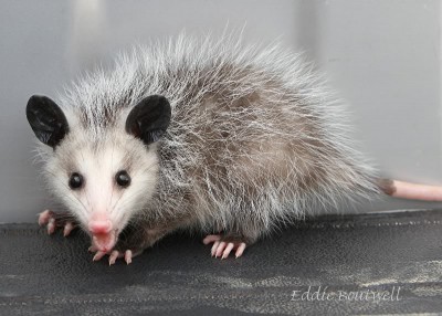 Possum79765x75-15-10800sign.jpg (120.95 KiB) Viewed 40868 times Possum79765x75-15-10800sign.jpg