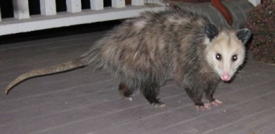 possum (1).jpg (31.58 KiB) Viewed 53711 times possum (1).jpg