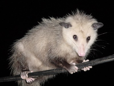 possum.jpg (125.42 KiB) Viewed 53711 times possum.jpg